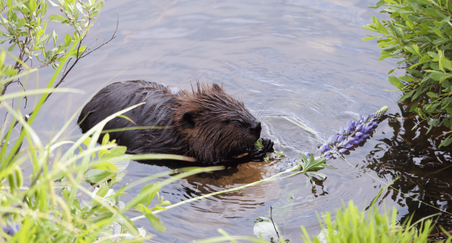 A beaver in a wetland.